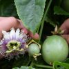 Cultura do Maracujá | Flor e fruto do maracujazeiro