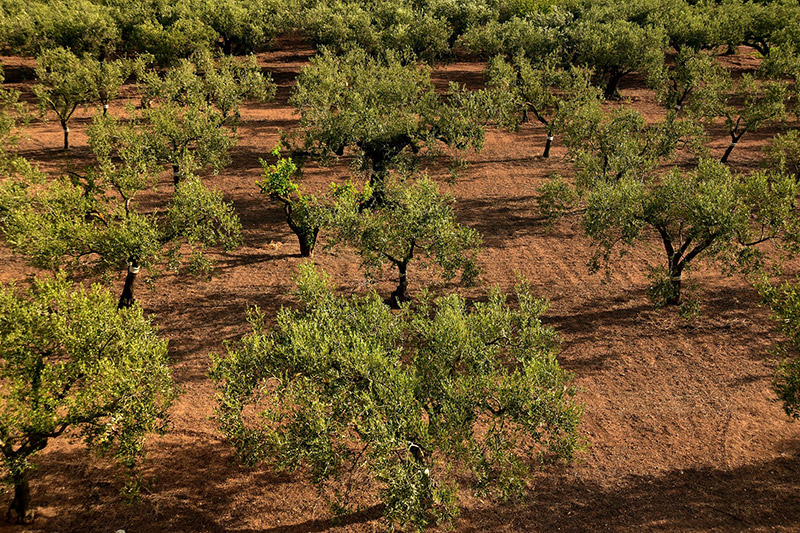 Evolução da Olivicultura em Portugal | Cultiva-te | AgroB