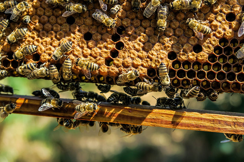 blog-visita-tecnica-apicultura