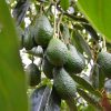 Rega e Fertilização no Abacateiro | Frutos maduros