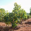 Rega e Fertilização no Abacateiro | Planta