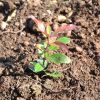 Rega e Fertilização no Medronheiro | Planta em formação