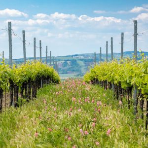 Curso de Fertilização Sustentável na Vinha | AgroB