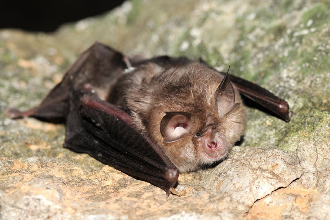 Flora e Fauna | Morcego | AgroB