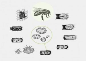 Esquema da evolução da Varroa