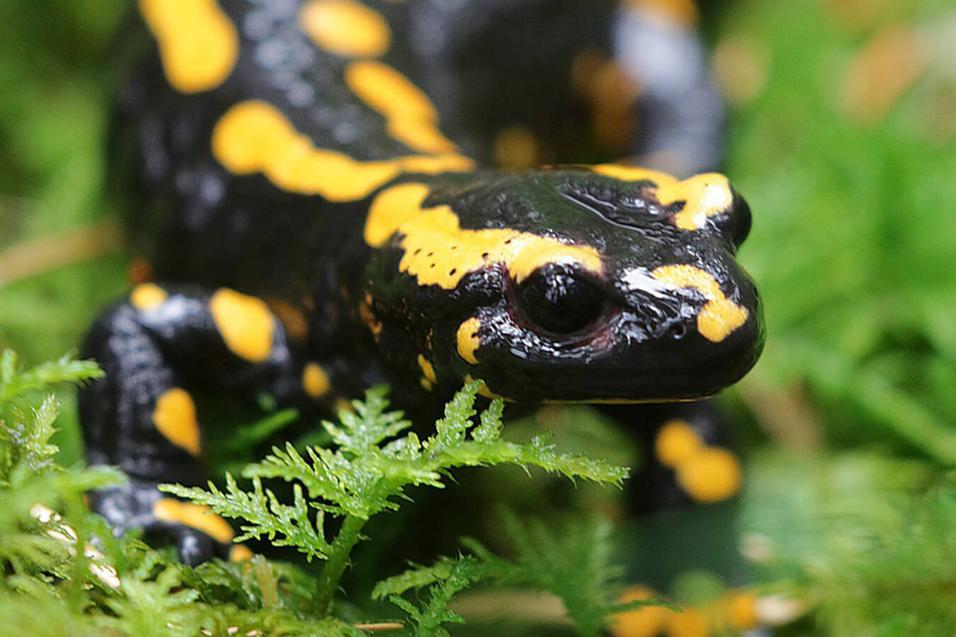 Salamandra | Flora e Fauna Auxiliar | AgroB