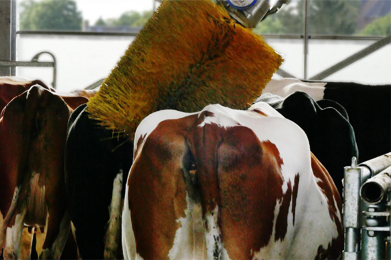 Tratamento de efluentes pecuários | Agricultura e Sustentabilidade | AgroB