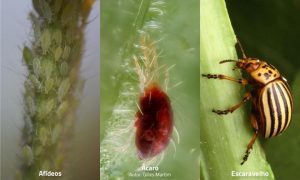 Coentro | Flora e Fauna | AgroB