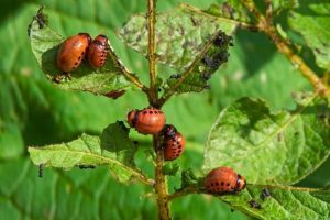 Pragas e Auxiliares | Escaravelho da batata | AgroB