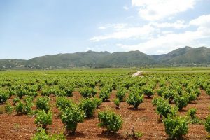 Cultiva-te | Influência do tipo de solo na qualidade do vinho | AgroB