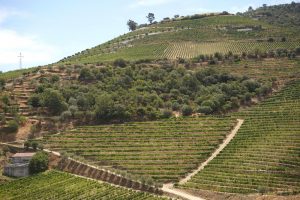 Visita Técnica da Vinha no Douro | AgroB | Práticas de campo
