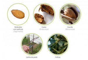 Aproveitamento dos subprodutos de amêndoa | Agricultura e Sustentabilidade | AgroB