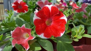 Petúnia grandiflora | Flora e Fauna Auxiliar | AgroB