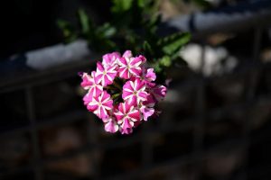 Petúnia miliflora | Flora e Fauna Auxiliar | AgroB