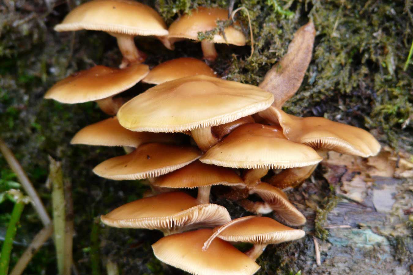 Os Cogumelos e o seu Papel Micorrízico | Cultiva-te | AgroB