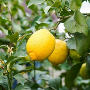 Curso de Cultura do Limão | AgroB