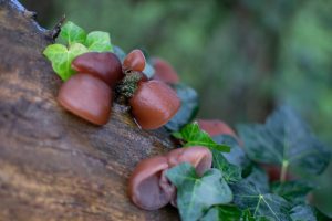 Cogumelos | Cultiva-te | Agrob