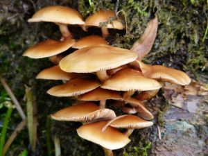 Cogumelos | Cultiva-te | AgroB