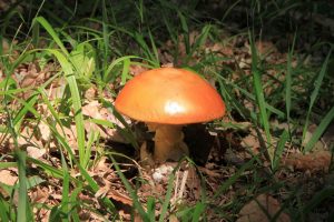 Cogumelos | Cultiva-te | Agrob