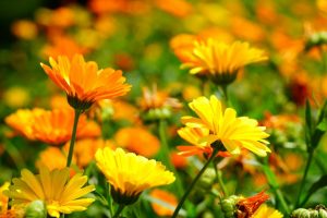  Calêndula | Flora e Fauna Auxiliar | AgroB