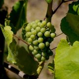 Rega e Fertilização na Vinha | Curso tutorial | AgroB