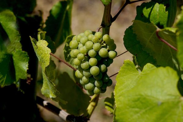 Rega e Fertilização na Vinha | Curso tutorial | AgroB