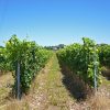 Rega e Fertilização na Vinha | Linha de plantação