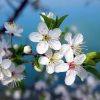 Modelo Técnico-económico da Cerejeira | Floração