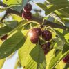 Modelo Técnico-económico da Cerejeira | Fruto