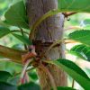 Operações de Poda na Cerejeira | Desenvolvimento vegetativo