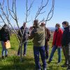 Poda dos Frutos Secos (Amendoeira, Aveleira e Nogueira) | Sessão em campo