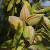 Rega e Fertilização na Amendoeira | Maturação dos frutos