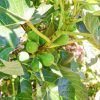 Rega e Fertilização na Figueira | Desenvolvimento vegetativo