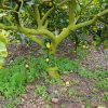 Rega e Fertilização no Limoeiro | Árvore e frutos