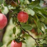 Rega e Fertilização na Macieira | Curso tutorial | AgroB