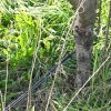 Rega e Fertilização na Macieira | Sistema de rega
