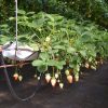 Rega e Fertilização no Morango | Maturação dos frutos