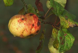 Macieira doença | Agricultura Biológica | AgroB