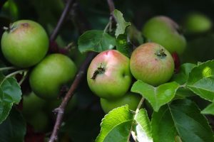 Defeito na Macieira | Agricultura Biológica | AgroB