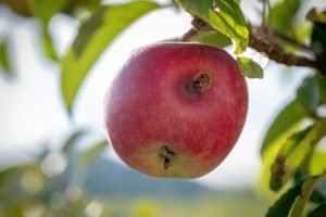 Macieira com picado | Agricultura Biológica | AgroB