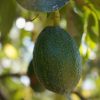 Visita Técnica do Abacate | Fruto