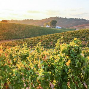 Visita Técnica da Vinha – Alentejo | Formação em Campo | AgroB