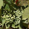 Visita Técnica da Vinha – Região do Douro | Cachos de uvas