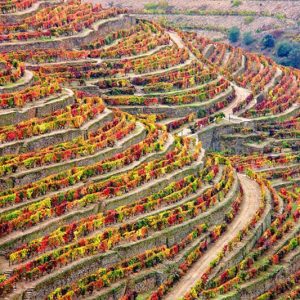 Visita Técnica da Vinha – Região do Douro | Formação em Campo | AgroB