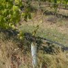 Visita Técnica da Vinha – Região dos Vinhos Verdes | Plantação