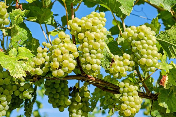 Visita Técnica da Vinha – Vinhos Verdes | Formação em Campo | AgroB