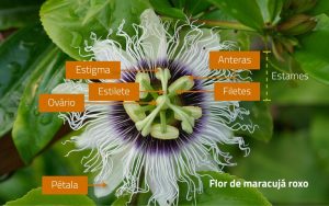 Floração do Maracujá | AgroB