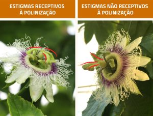 Floração do Maracujá | AgroB