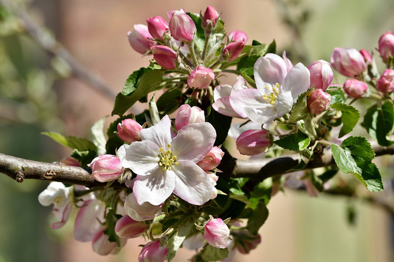 Floração na Macieira | Boas Práticas Agrícolas | AgroB