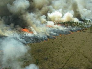 Florestas e pastoreio na prevenção de incendios | Espaço visual